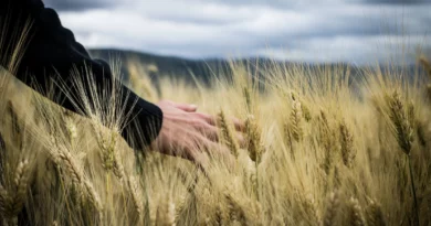 Hvedeprisen revancherer pænt i denne uge. Men set på den lange bane, så er trenden immervæk fortsat nedadgående. Dog vil den korte trend allerede vende til op for hvedeprisen på den ledende euroæiske afgrødebørs MATIF i Paris, hvis modstand ved 372 euro pr. ton bliver brudt.